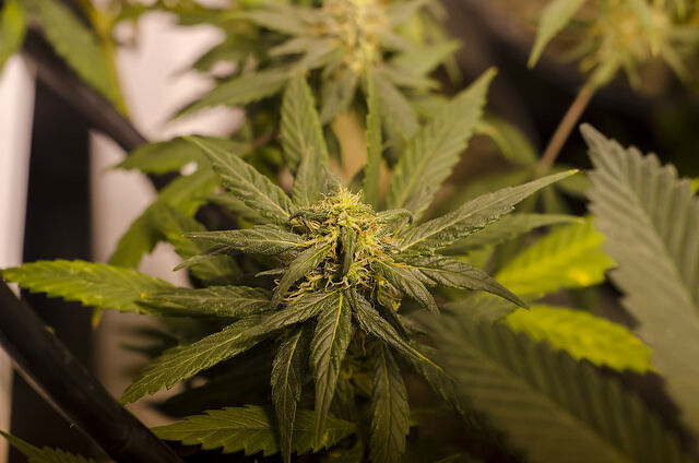 Marijuana plant
